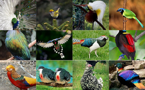 Aves del paraíso - Birds of the paradise