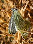 Butterflies. Green Veined White Butterfly (Pieris napi) (green veined white butterflies pieris napi )