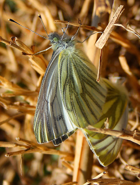 Green veined white butterflies (Pieris napi)
