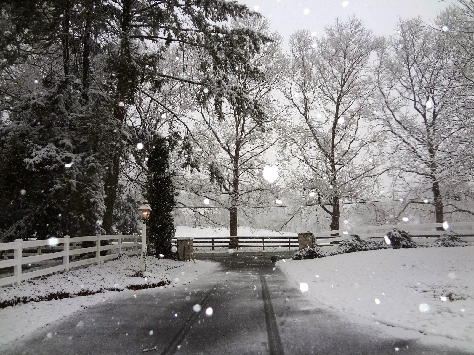 Gracious Interiors Onion Snow Acquits Groundhog