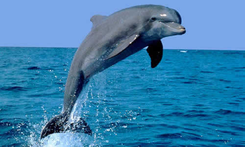 Científicos japoneses se comunican con los delfines. Delfin+(1)