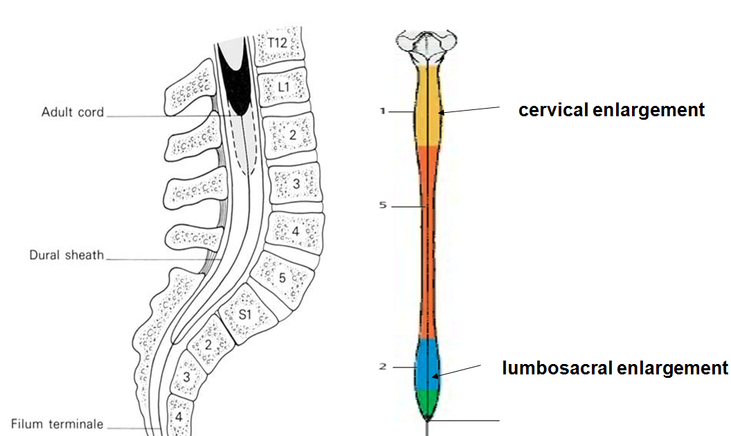 MBBS Medicine (Humanity First) Anatomy of Spinal Cord