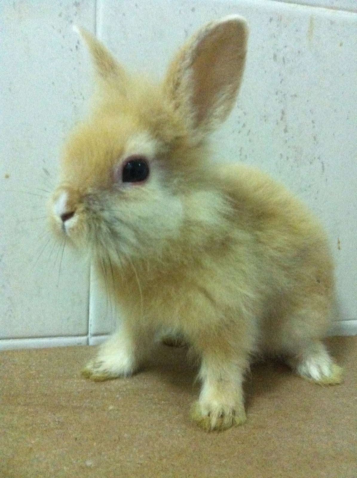 Available Bunnies for sales13rd Feb 2011 Bun bun bunnies