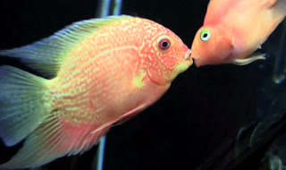 gold severum care