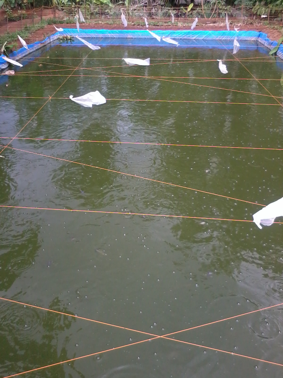 Mina Thirto Plus Perawatan Air Kolam