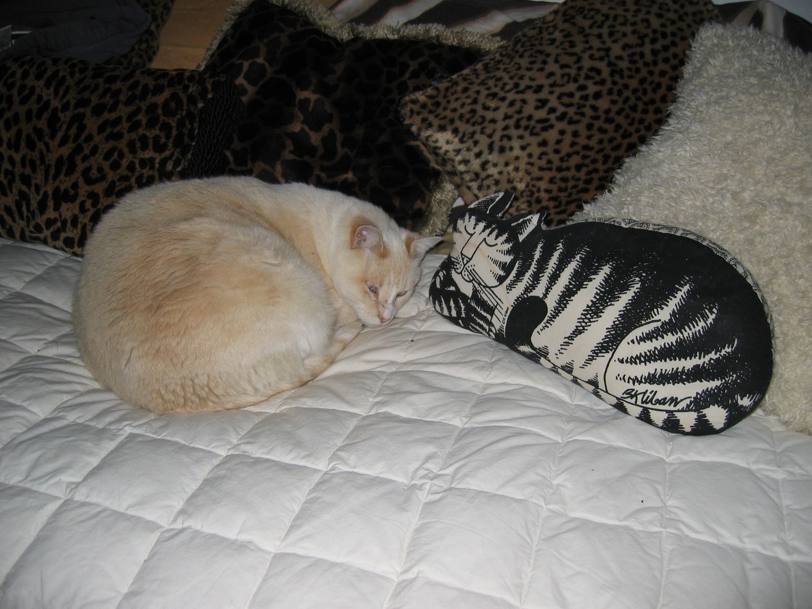 Hedda's place Will the real cat please wake up?