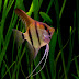 Fish Species n.2 - Angelfish (Pterophyllum leopoldi)