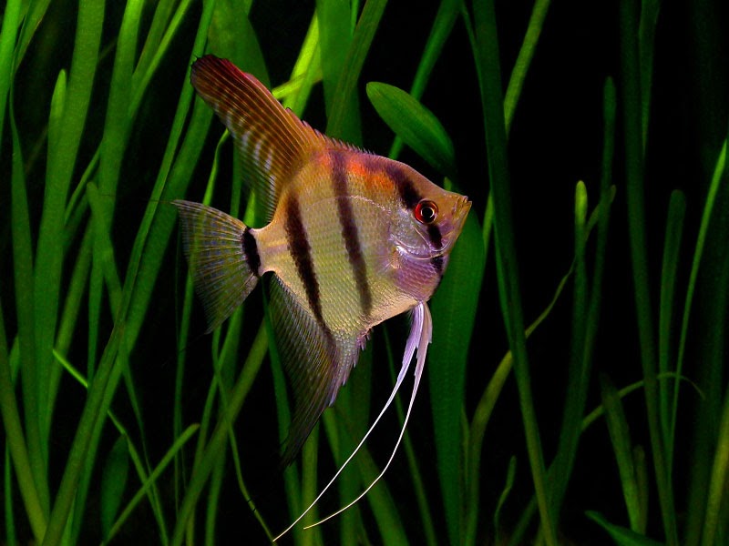 Fish Species n.2 - Angelfish (Pterophyllum leopoldi) - Feast Your Eyes