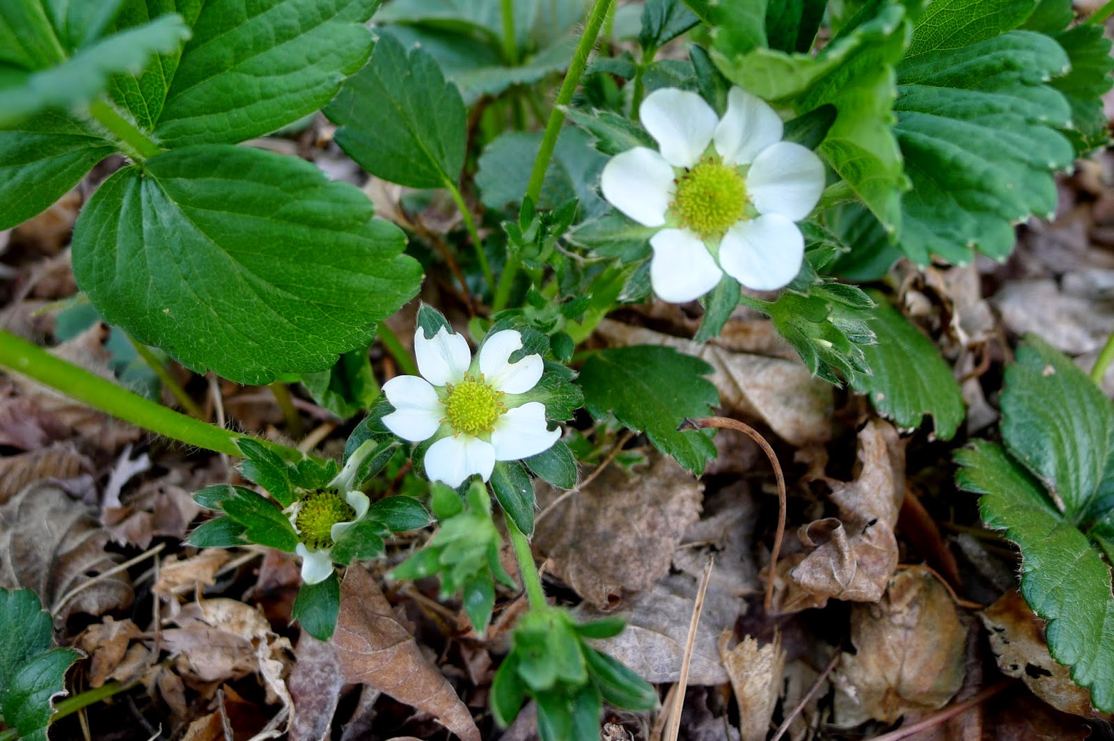 Less Noise, More Green Edible Landscaping Berries in Bloom