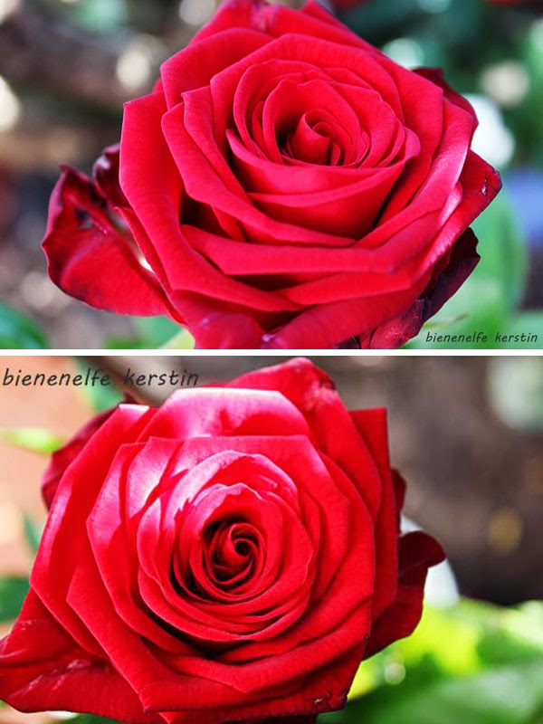 Elfenrosengarten Rosenpost Von Kerstin Und Stephie Bienenelfen