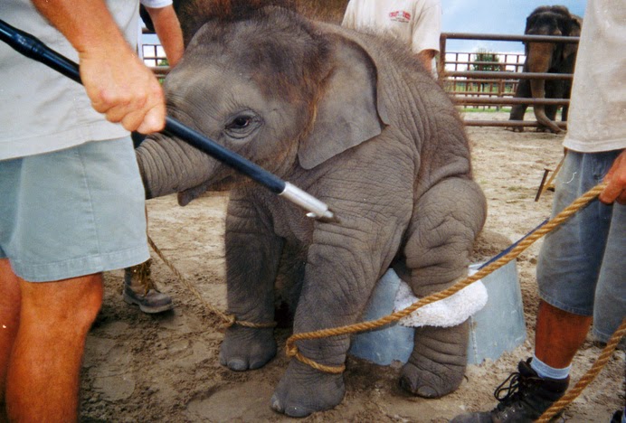 cruelty in zoos and circuses If you believe that the use of animals in circuses is cruel, here are 5 ways to do something about it. cruelty in zoos and circuses If you believe that the use of animals in circuses is cruel, here are 5 ways to do something about it.