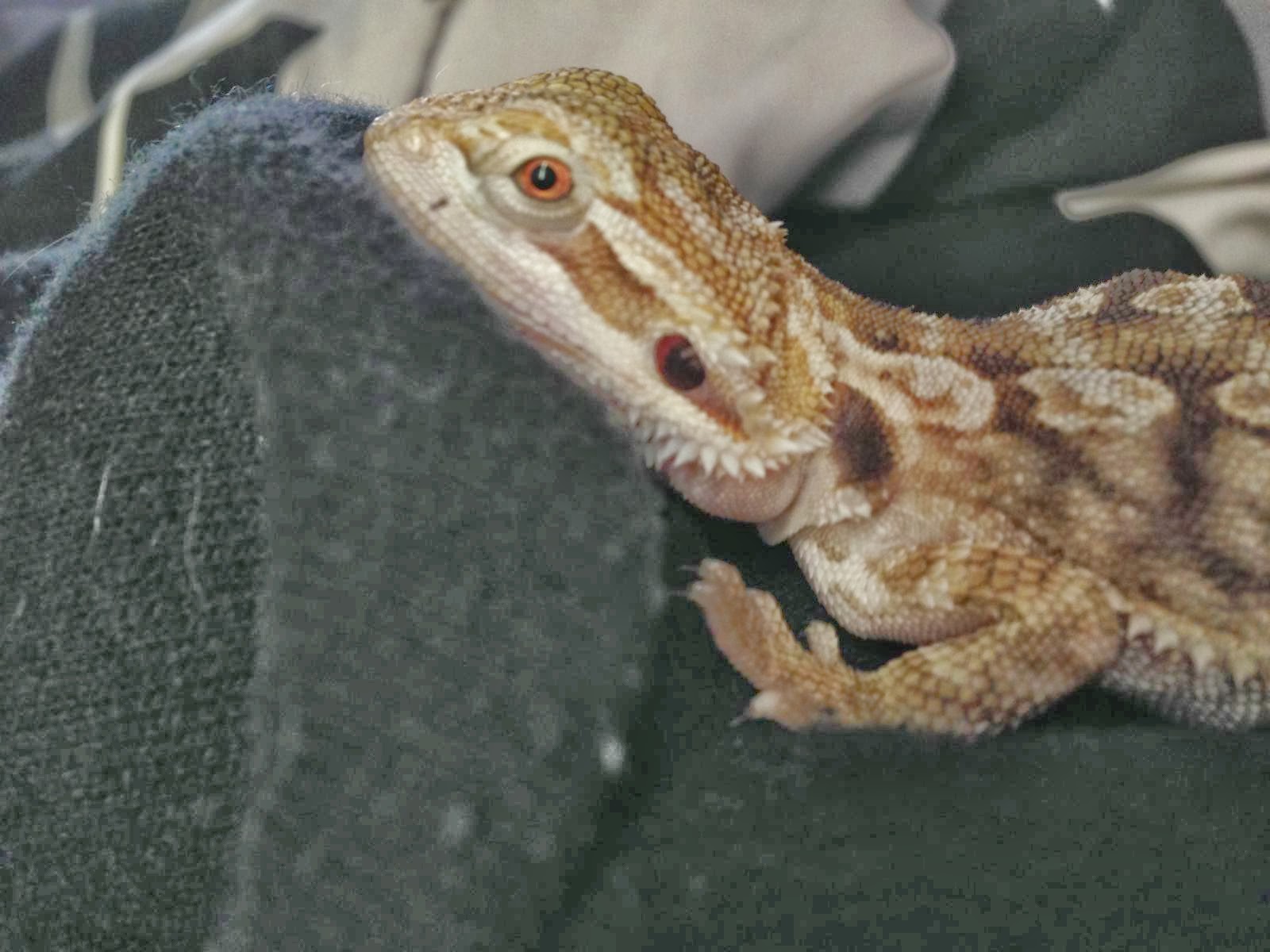 Sarah's Bearded Dragon Rescue Twitch, rescue number 35