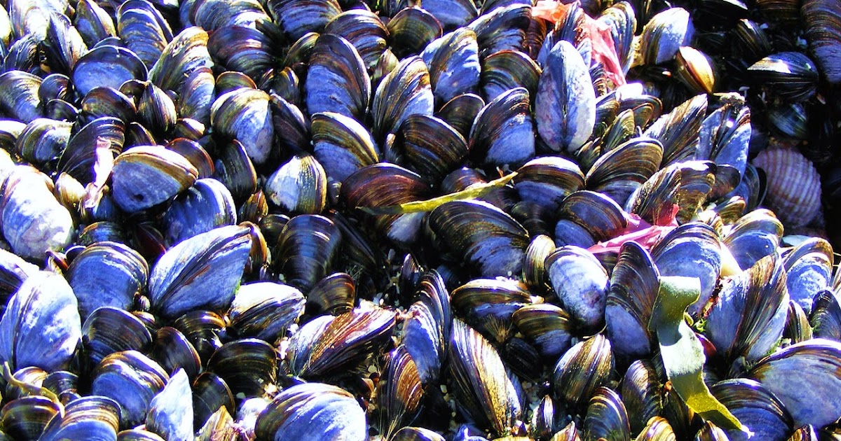 How Do Mussels Stick to Wet Rocks?