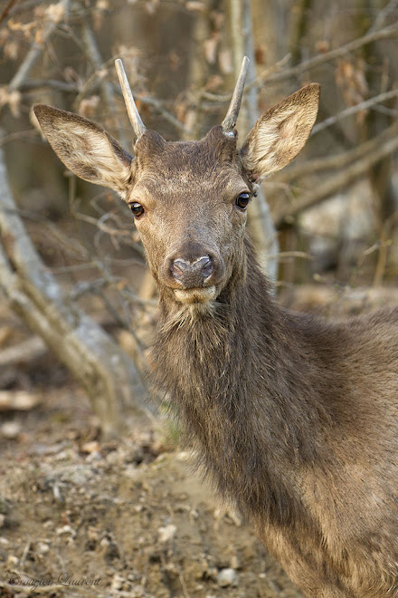 portrait de daguet