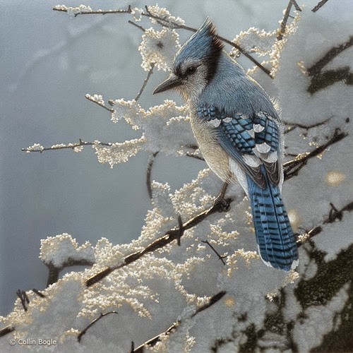 20-Blue-Jay-Collin-Bogle-Animal-Wildlife-in-Art-www-designstack-co