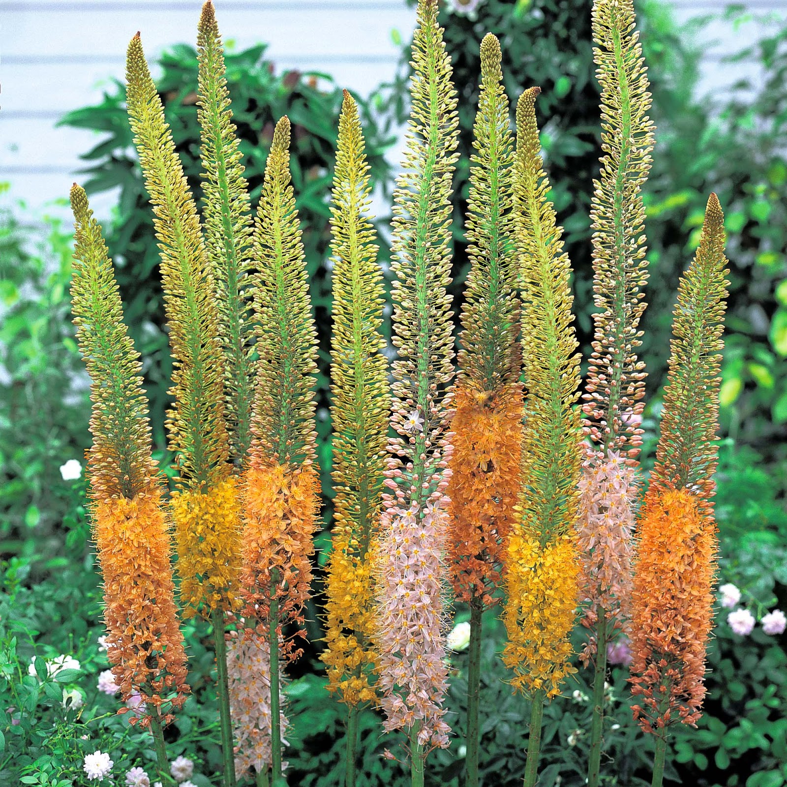 PlantWerkz NarrowLeaved Foxtail Lily Eremurus Stenophyllus