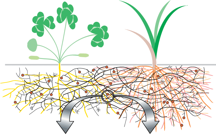 Tanaman hubungan membentuk dengan akar mutualistik antara jamur EKTOMIKORIZA ~
