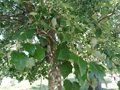 Foglie Populus alba Foglie Populus alba