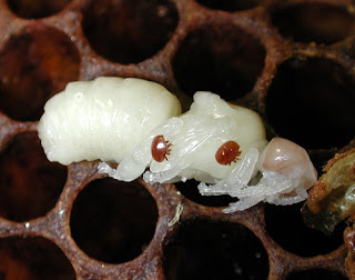 varroa destructor