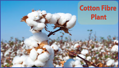 Cotton fibre