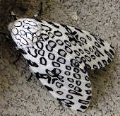 Polilla gigante leopardo