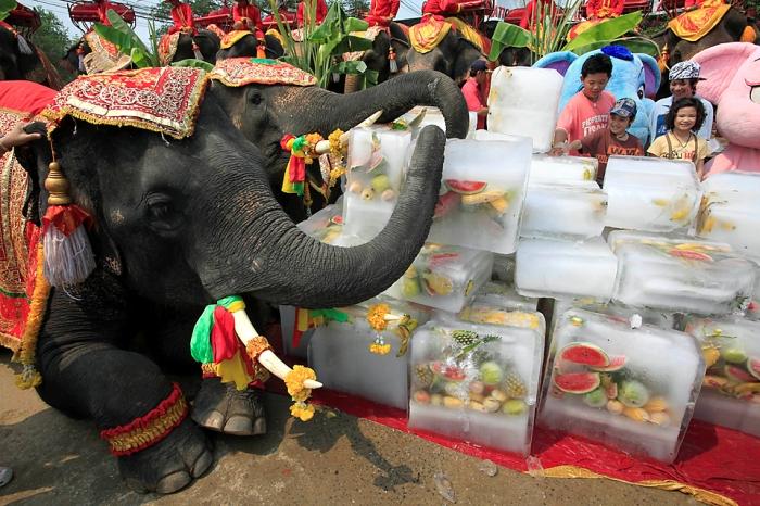 Thailand Elephant Day Photos...