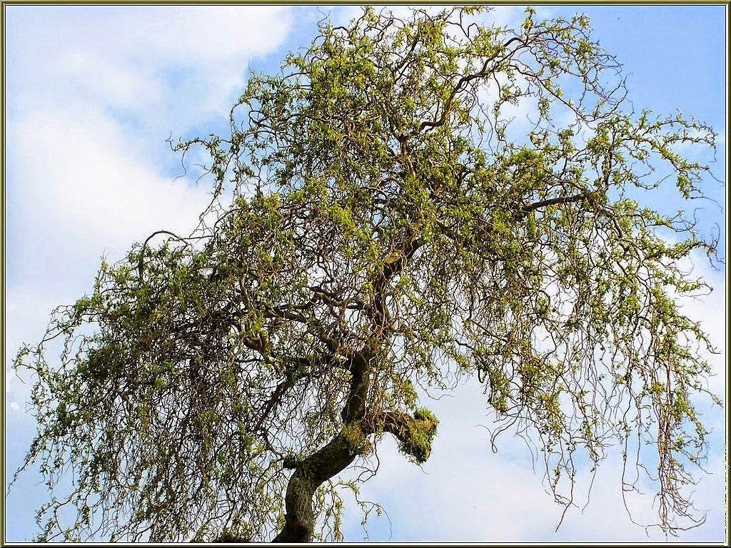 Кудрявая Ива
