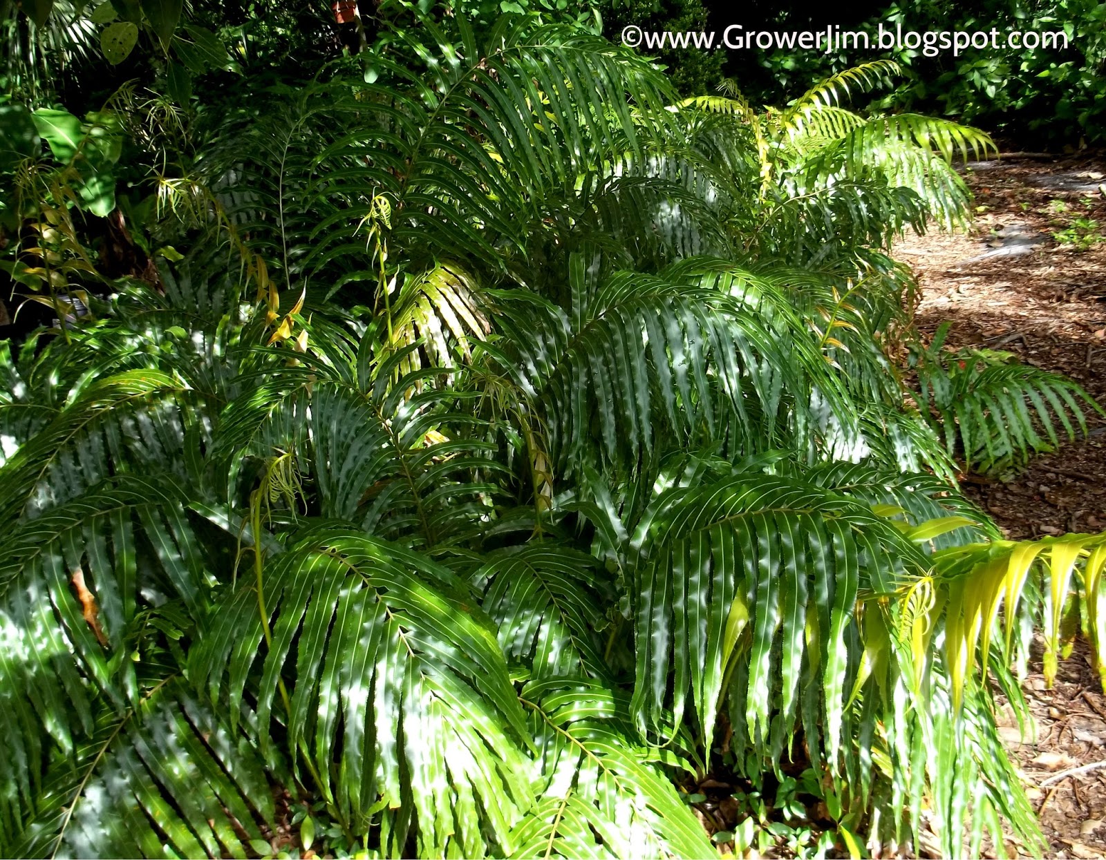 Garden Adventures Giant Vine Fern (Stenochlaena tenuifolia)