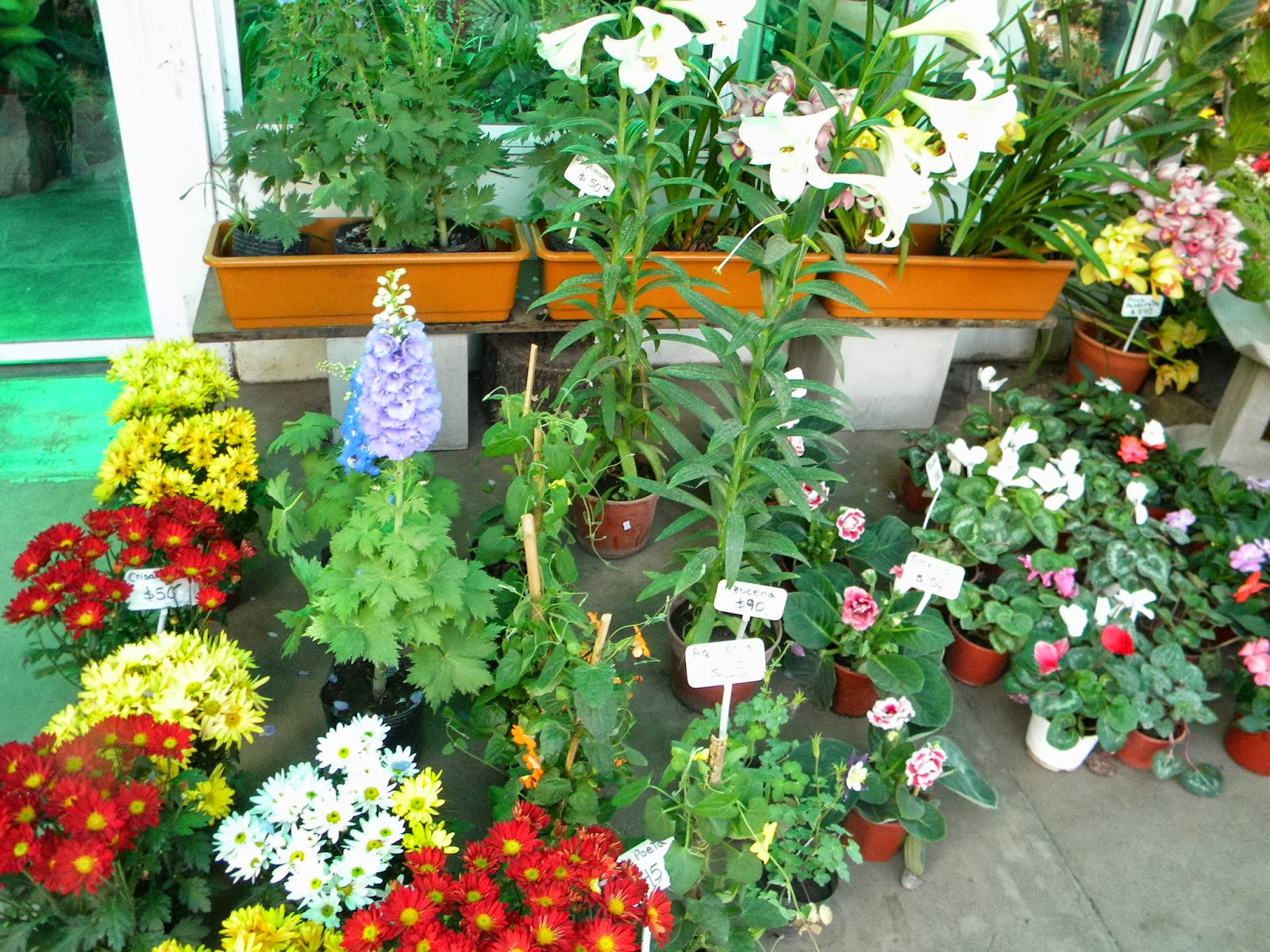 Explorador Turístico: Jardín Japonés