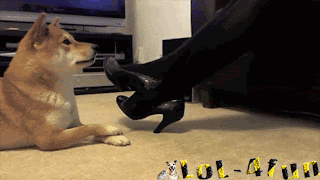 Funny dog
