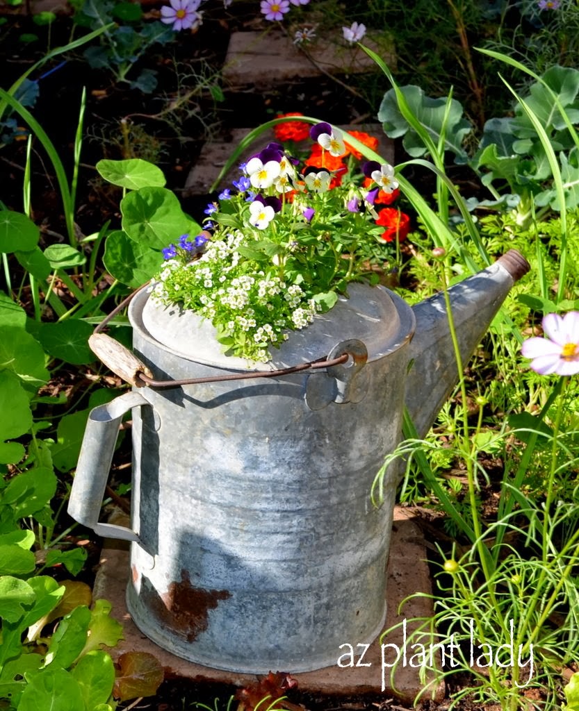 Unusual Plant Containers - Ramblings from a Desert Garden