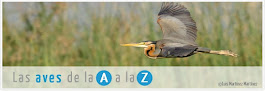 SEO - Las aves de la "A" a la "Z"