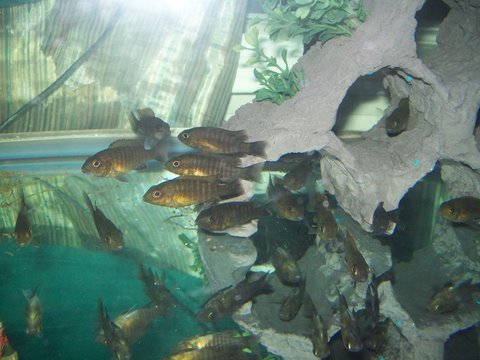 EeFfGg: German Red Peacock Cichlids