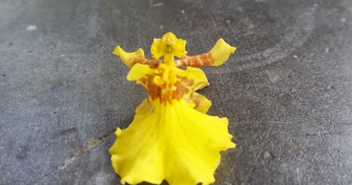 Alam Mengembang Jadi Guru: Anggrek-Anggrek yang Mirip Hewan