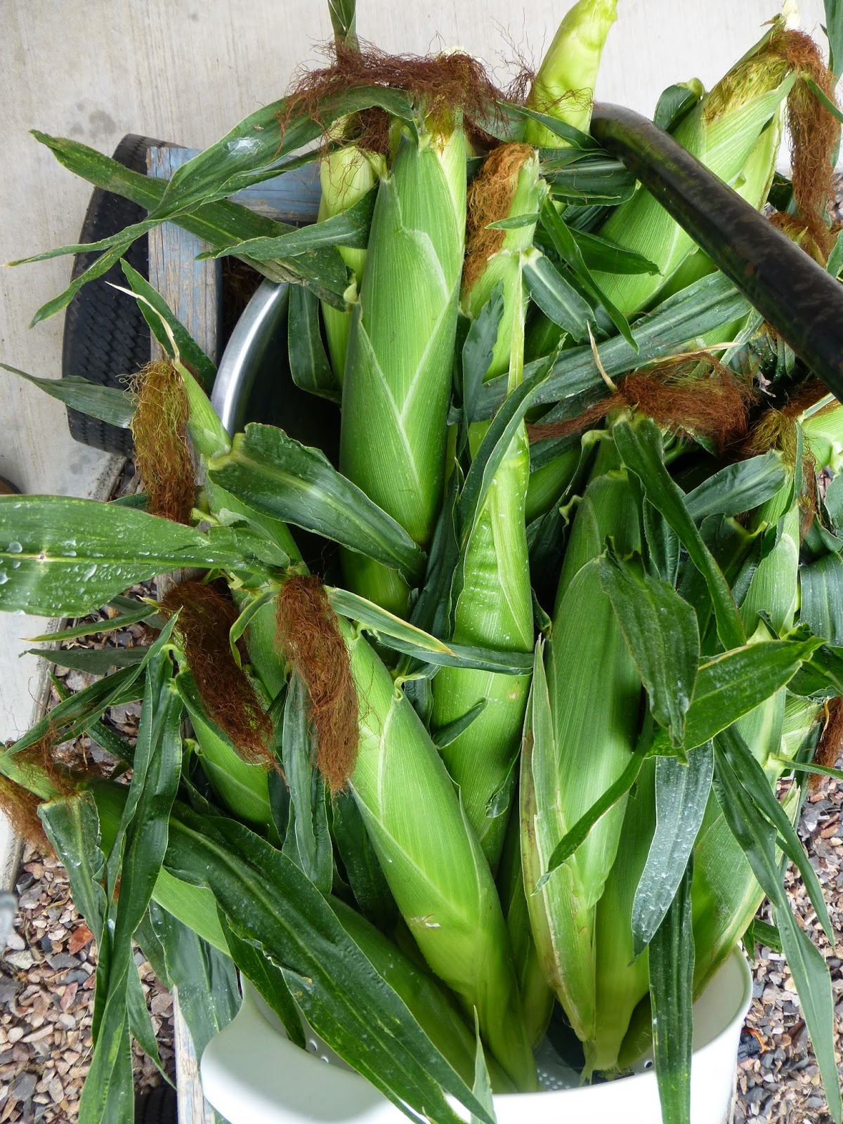 Growing Organic Freezing Corn on the Cob