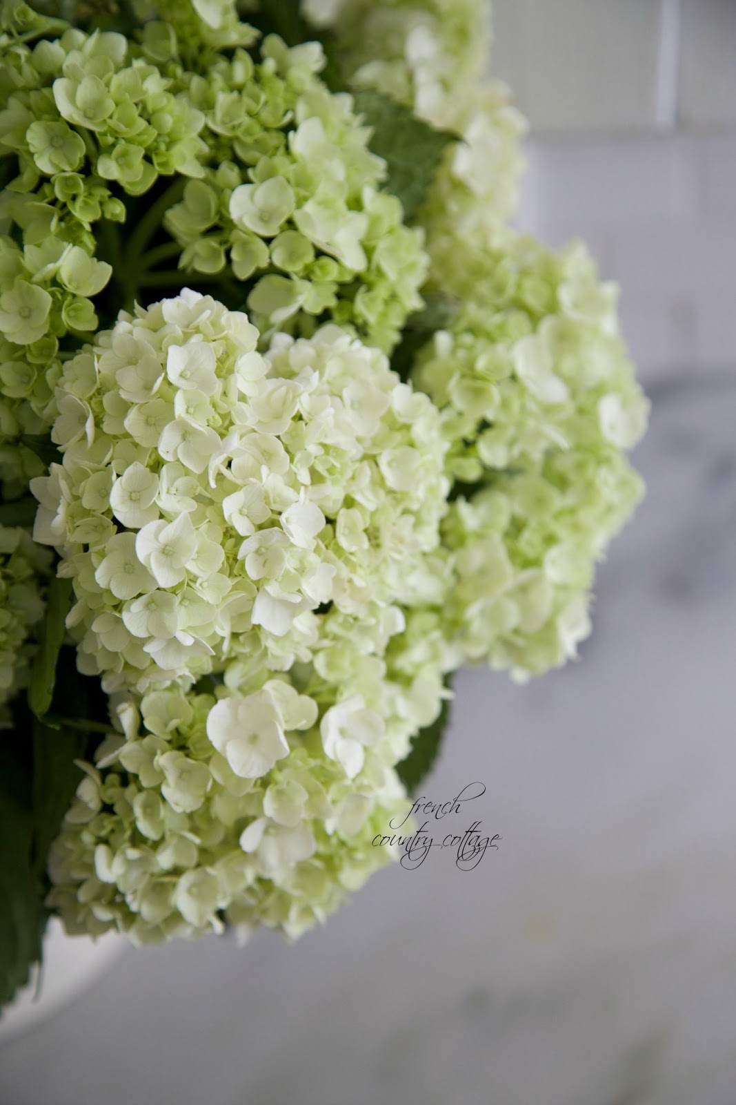Flower Power 5 fix to keep hydrangeas fresh FRENCH COUNTRY COTTAGE