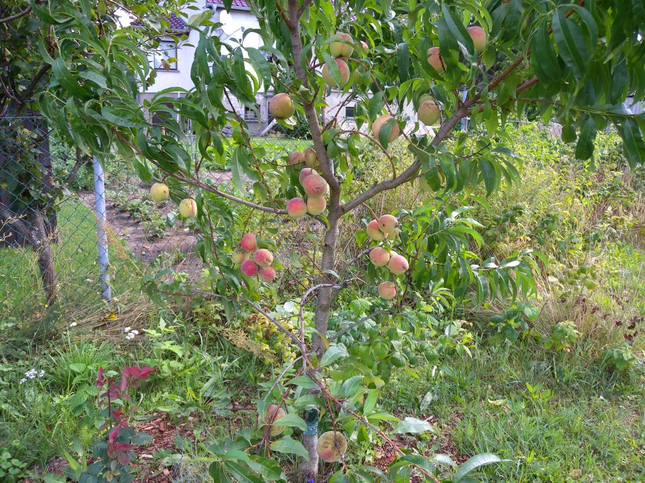 Garten und Landleben Pfirsichbäume Schneiden und Pflegen Sortenauswahl