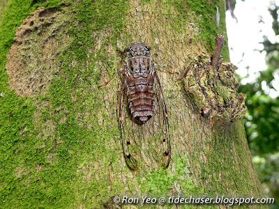 cicadas (Family Cicadidae)