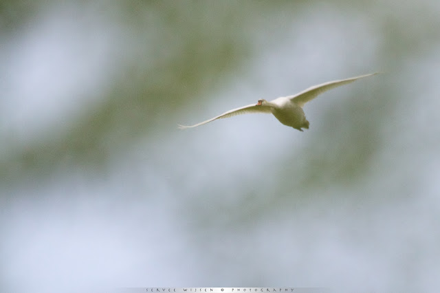 Knobbelzwaan door het groen  - Mute Swan through foliage