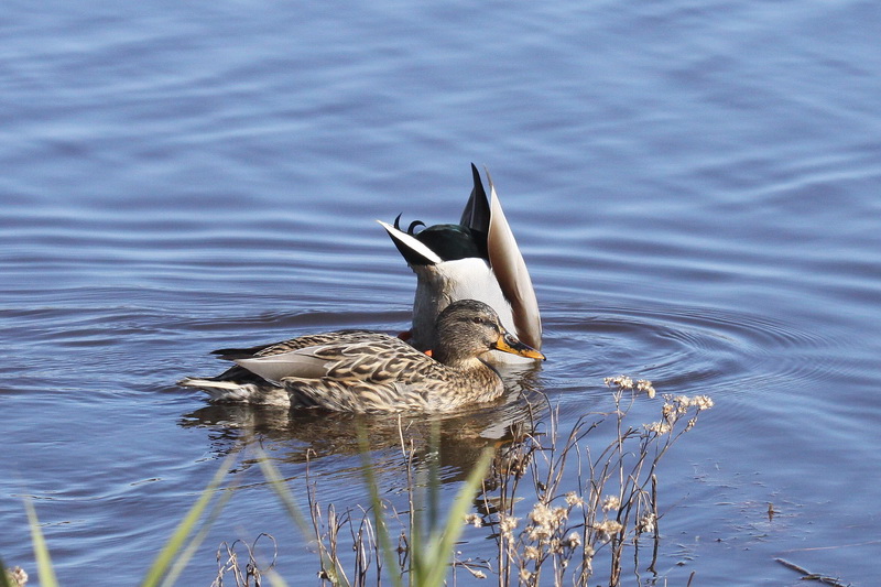 Birding Is Fun!: Mallard - Hardly a Rare Duck