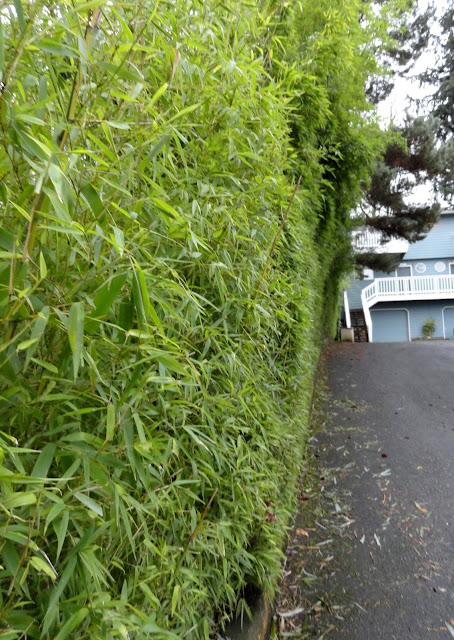 Dwelling Cents Front Garden Ideas