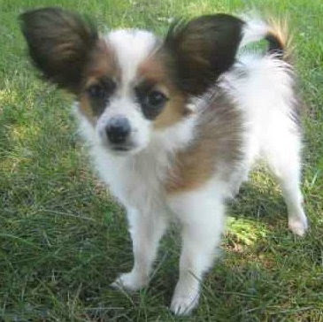 Papillon Puppies on Papillon Puppy Best Images   Puppy Photos Collection