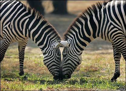  them concerns the evolutionary reasons behind the stripes on the zebra