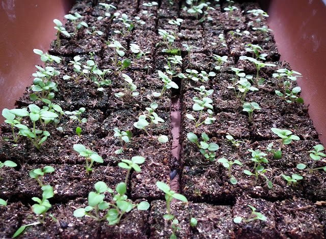  Stevia Rebaudiana seedlings potted in soil blocks