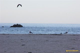 Las gaviotas vigilan las playas al caer la tarde para ver intentar hacerse con un interesante botín