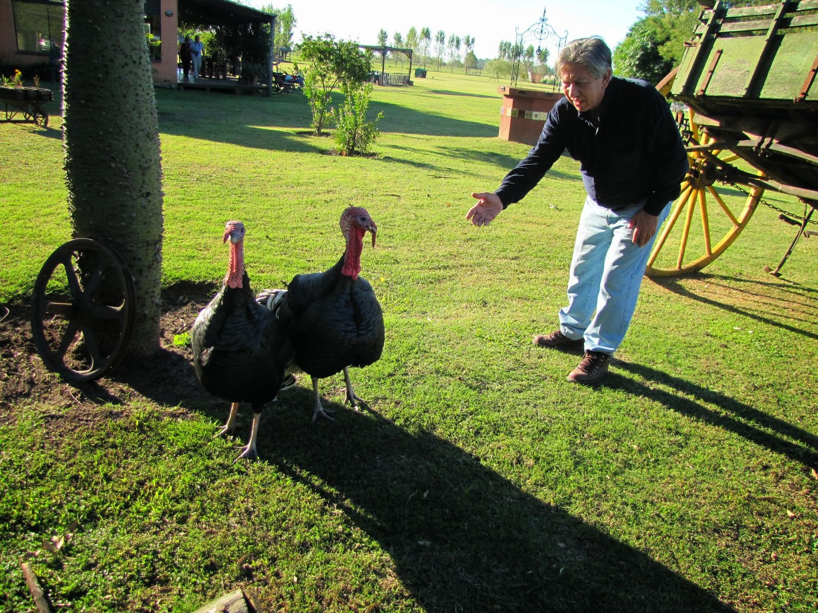 EL PAVO DOMESTICO