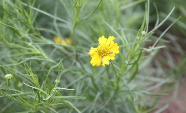 Helenium Amarum Flowers