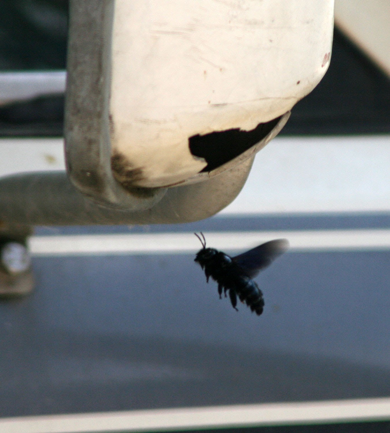Big black bee flying around Big black bee flying around