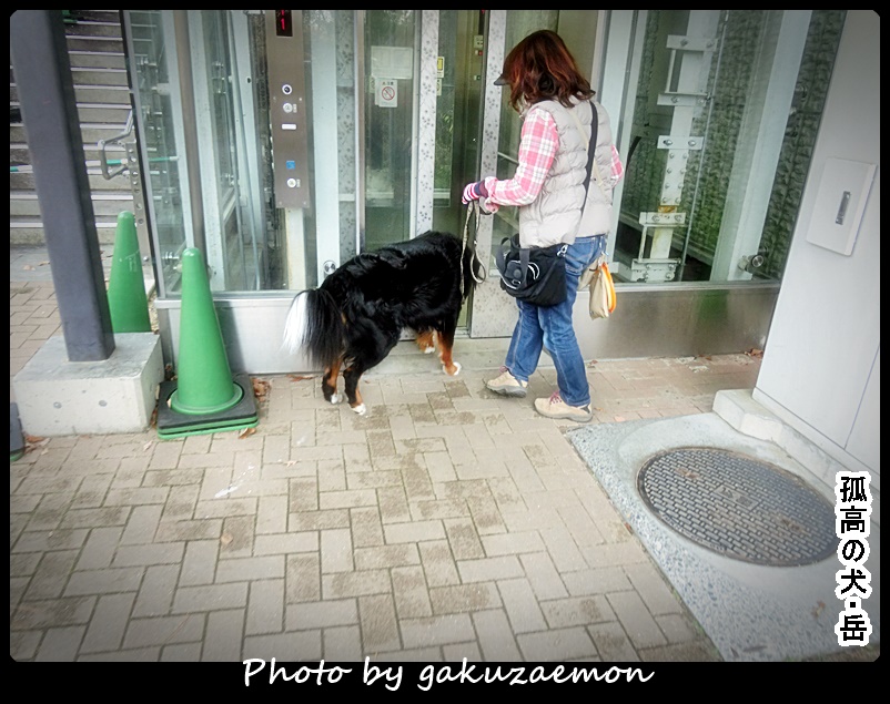孤高の犬 岳ｰガクｰ モリコロパーク 2015 12 13