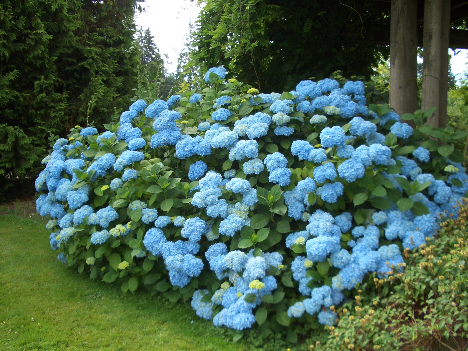 Beautiful Blue Roses - Life Is Beautiful